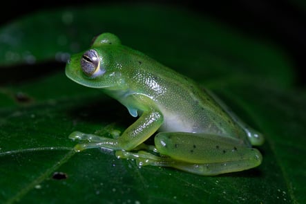 Frog in Costa Rica
