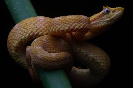 Snake in Costa Rica