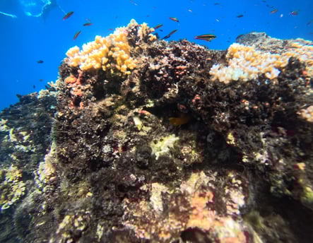 Coral reef in Cano Island ,Costa Rica