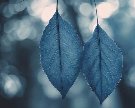 Two leaves side by side in the foreground, with a blurred background