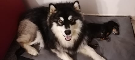 alaskan malamute dentro casa