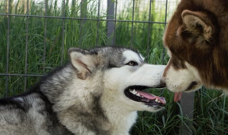effusioni tra 2 alaskan malamute