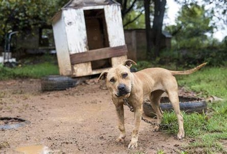 Thomas Weigner: The Murder of the Breeder of 300 Pit Bulls