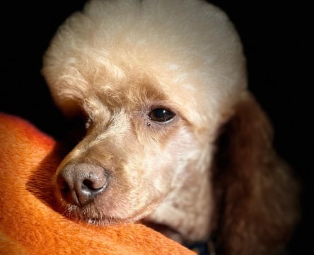 Noodle, the poodle