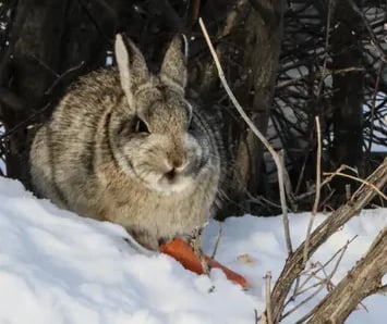 White tail prairie hare eating carrot under bush on a snow drift in Canada