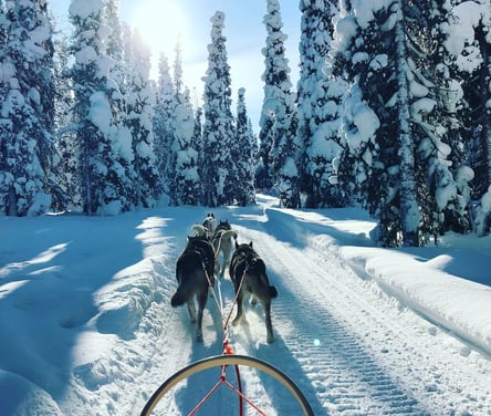 Fairbanks, AK - Dog sledding in winter and summerr