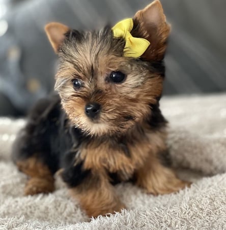 Yorkie puppies for sale