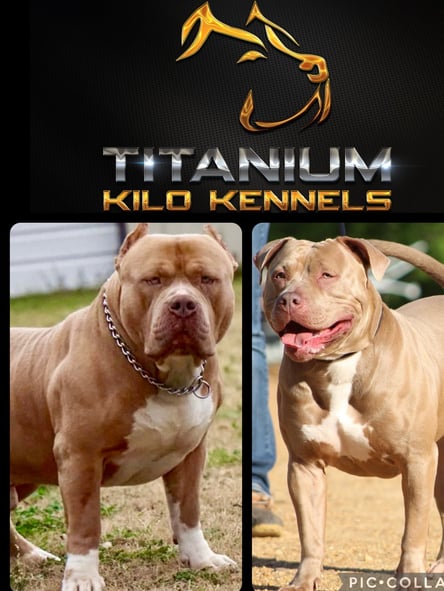 XL AMERICAN BULLIES