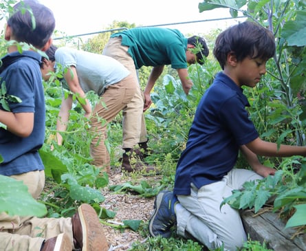 The Schauder boys helping harvest and weed the garden. 