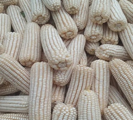 GRAINS & CEREALS
