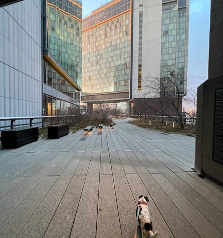 Quiet Sunrise on the High Line NYC