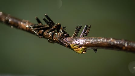 Cased Caddis on the Watauga River