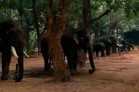a herd of elephants in Sakrebyle Elephant Camp