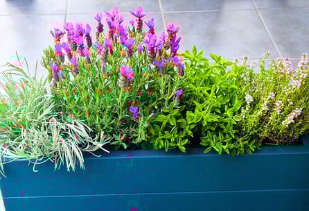 wooden trough planter painted in green balcony plant box window sill tube plant herb box