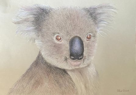 Koala drawn in coloured pencils