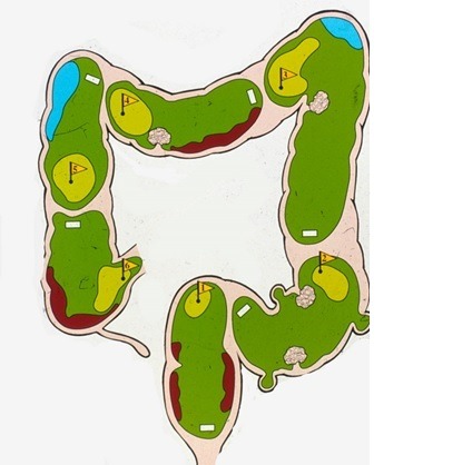 The Colon