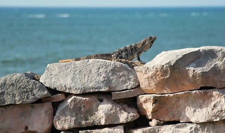 Tulum, Mexico - iguana on a rock wall by the beach