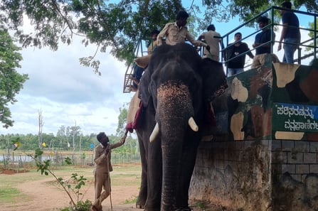 Elephant Safari in Sakrebyle Elephant Camp