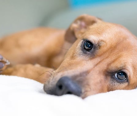 dog with a sensitive stomach