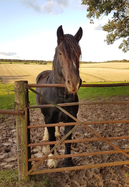 A front on shot of a dark brown horse in a beautiful field looking over a gate at the camera.
