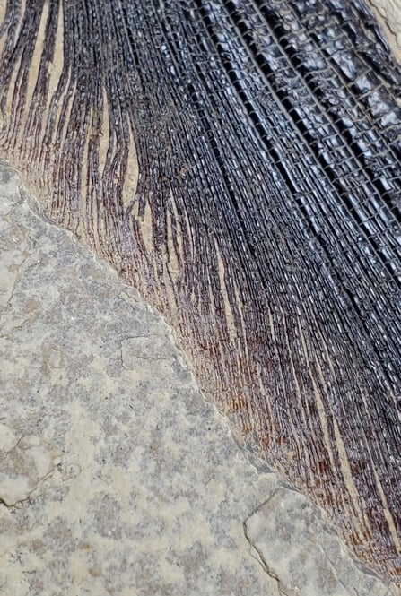 An up-close look at the fossilized remains of a fish tail fin
