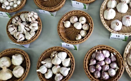 New garlic varieties from real garlic seeds