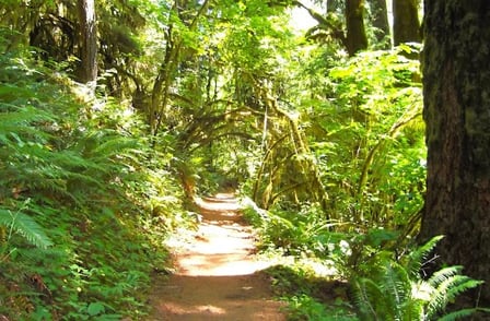 Eugene, OR - The wooded trail at the McDowell Creek Park loop trail