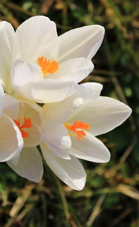 Hintergrund mit Blumen, passend zu Psychotherapie-Anfragen in Celle.