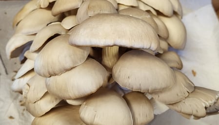 Our mushrooms grow in large clusters. Sold as a cluster or separated into baskets.