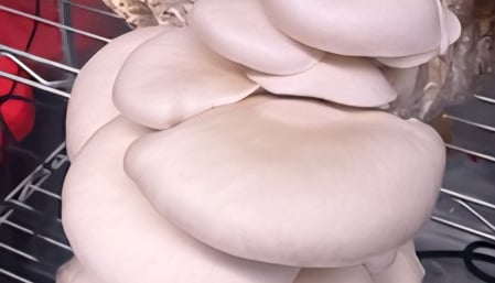Kansas City Mushroom Co. monitors every step of the process to ensure consistent quality mushrooms.
