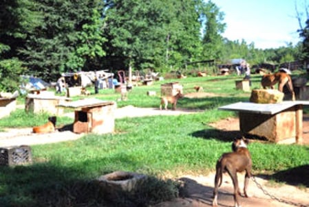 Pit Bulls Seized in Dog Fighting Operation 2015
