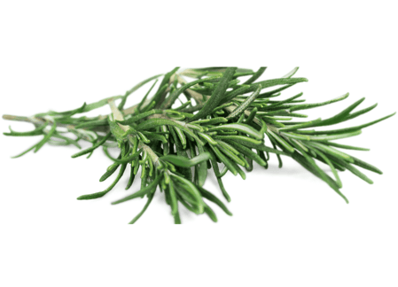 Fresh rosemary sprigs, needle-like, deep green leaves with a slightly curved shape and woody stems
