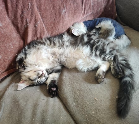 maine coon black silver