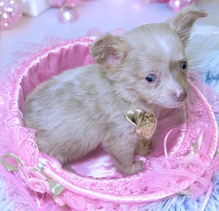 Chihuahua Puppies For Sale in New York City Petite Pups LLC Petite Pups
