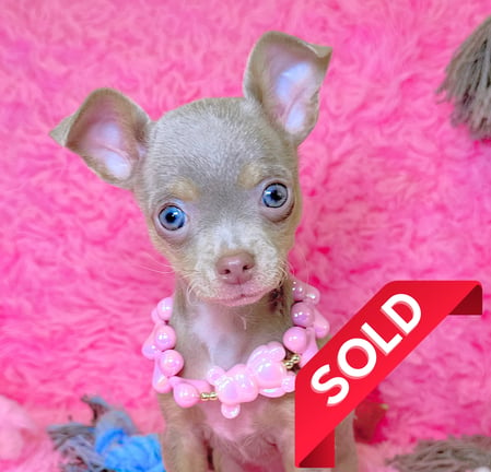 Lilac chihuahua puppy for sale - lilac chihuahua puppies for sale - Petite Pups