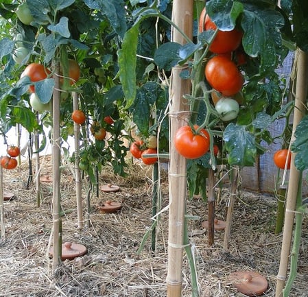 permaculture ollas oyas tomates