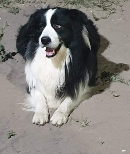 black and white border collie stud dog 