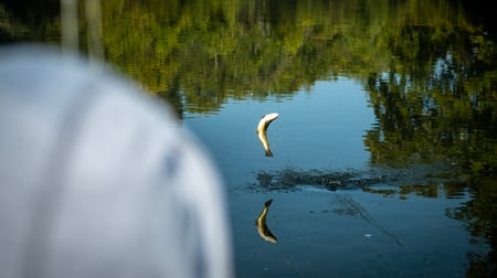 Brown trout jumping on the South Holston River