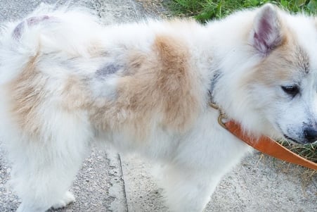 Dog Food for Allergies