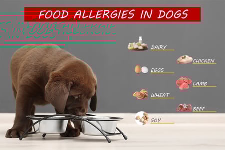 Dog Food for Allergies