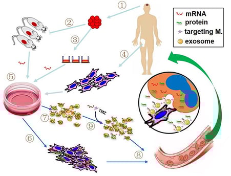 # The Promise of mRNA Therapeutics for Inherited Neurological Diseases: A New Frontier in Medicine