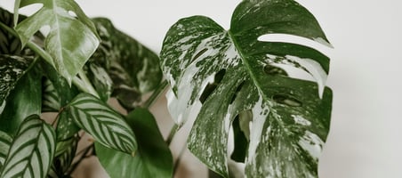 Monstera deliciosa Albo Variegata