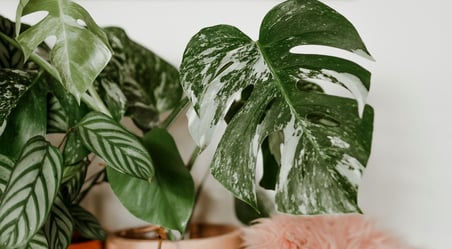 Monstera deliciosa Albo Variegata