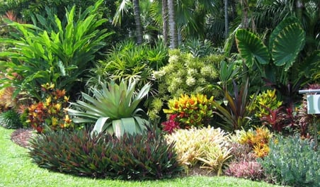 a garden with a lot of plants and trees