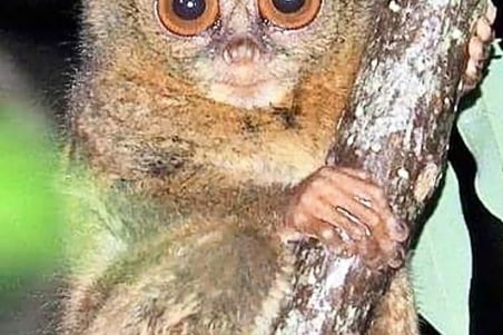 Tarsius Tersier in Sulawesi