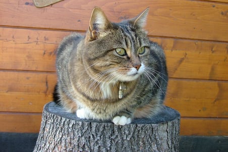 chat tranquille chez lui, visite à domicile, gratouillespourtous