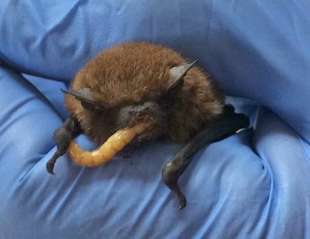 common pipistrelle bat Hereford Bat Rescue