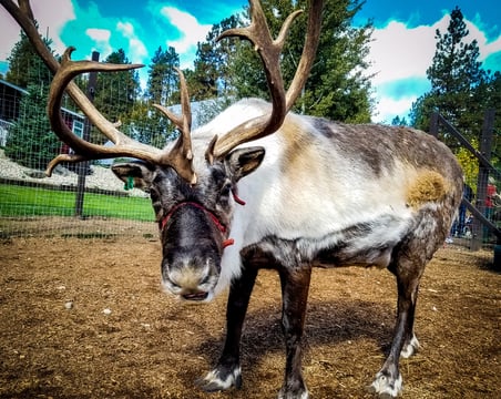 Leavenworth, WA - Is this Rudolph the reindeer at Leavenworth Reindeer Farm