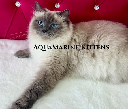 Blue Point Ragdoll