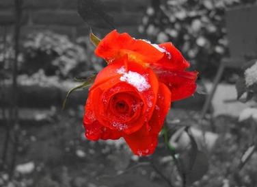 a red rose in the snow with a black and white background